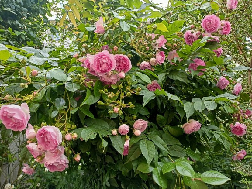 Jasmina - Grădina 2023 continuare 3