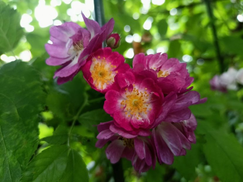 Perennial Blue - Grădina 2023 continuare 3