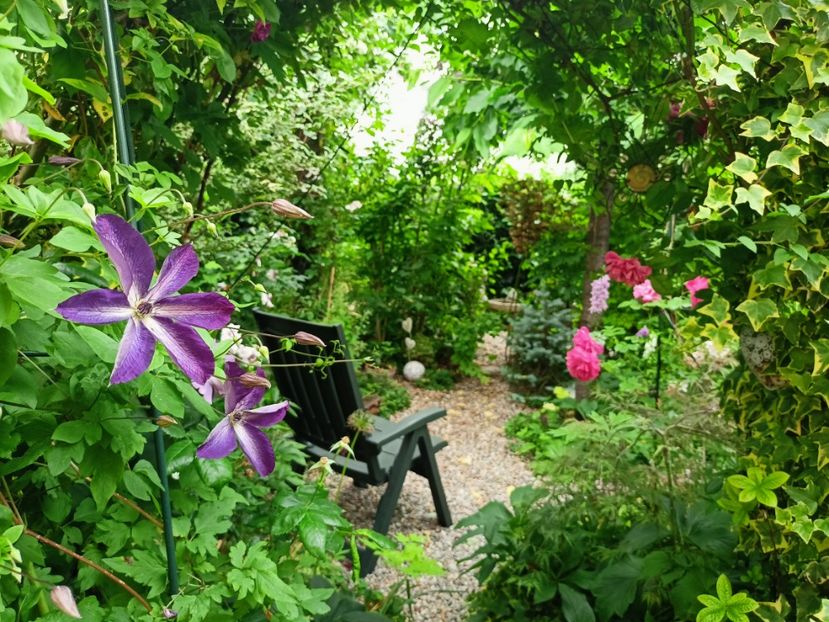 Venosa Violacea - Grădina 2023 continuare 3