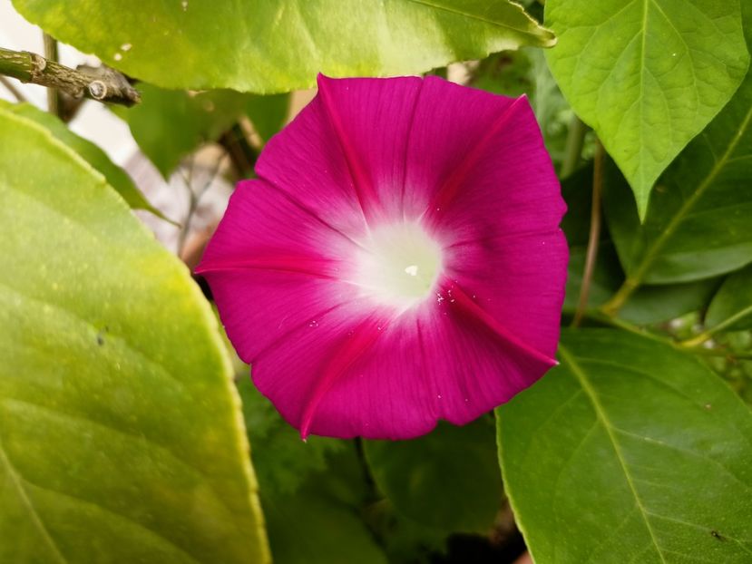 Zorele - Grădina 2023 continuare 3