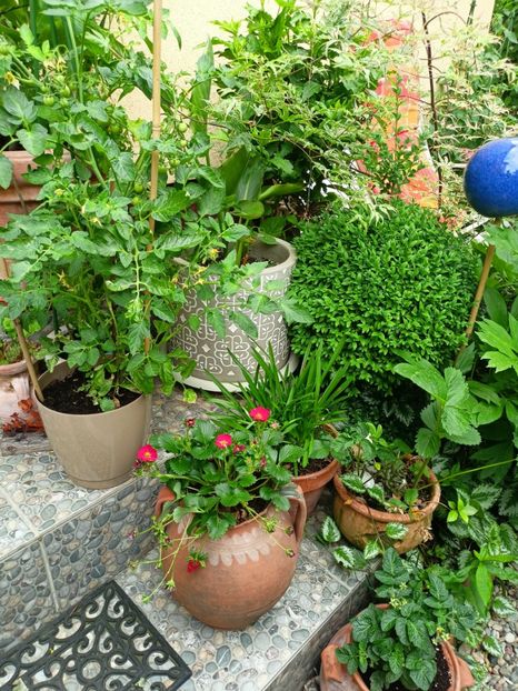  - Grădina 2023 continuare 3