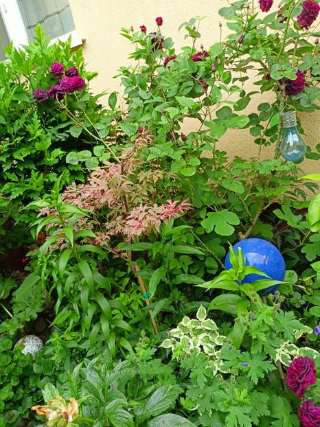  - Grădina 2023 continuare 3