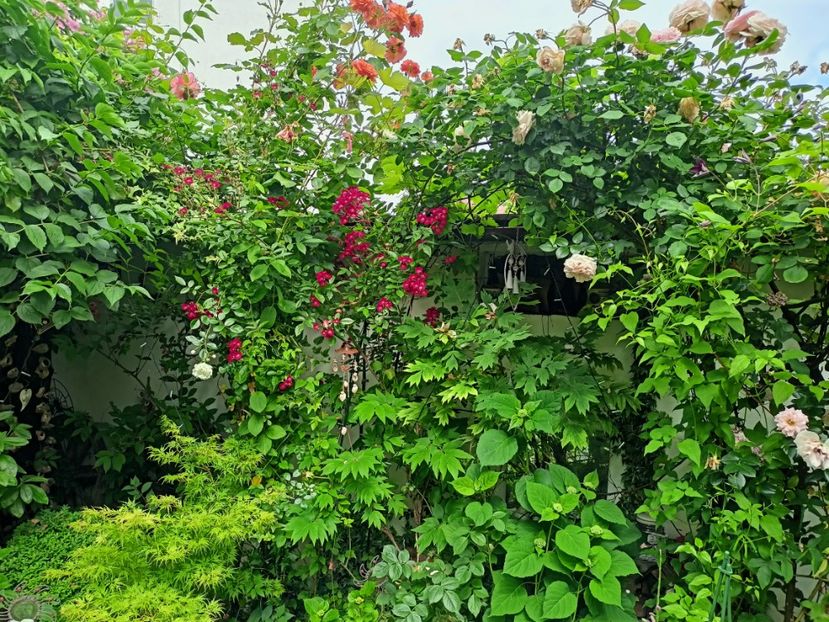  - Grădina 2023 continuare 3