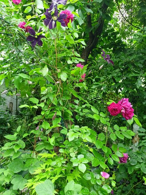  - Grădina 2023 continuare 3