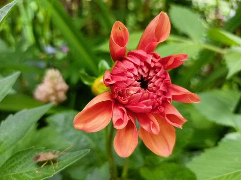  - Grădina 2023 continuare 3