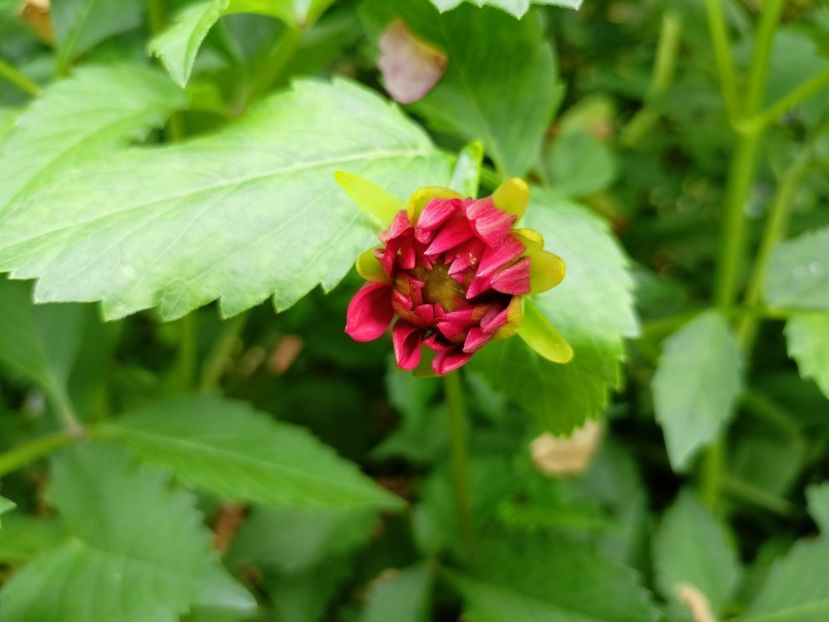  - Grădina 2023 continuare 3