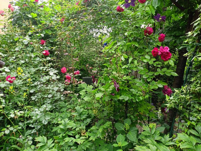  - Grădina 2023 continuare 3