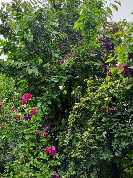  - Grădina 2023 continuare 3