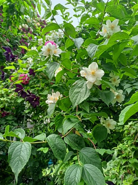  - Grădina 2023 continuare 3