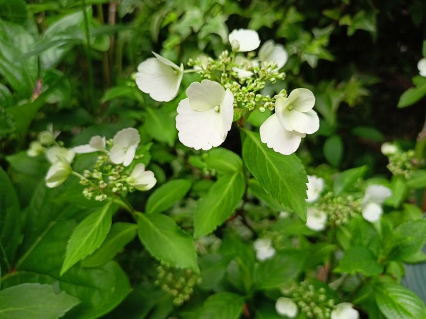 Runaway Bride - Grădina 2023 continuare 3