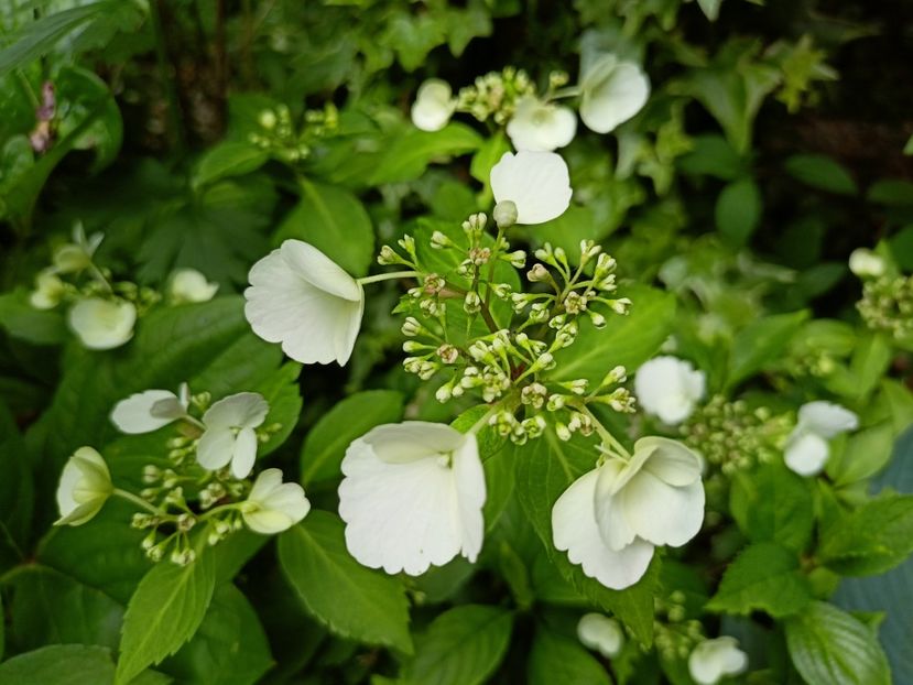  - Grădina 2023 continuare 3