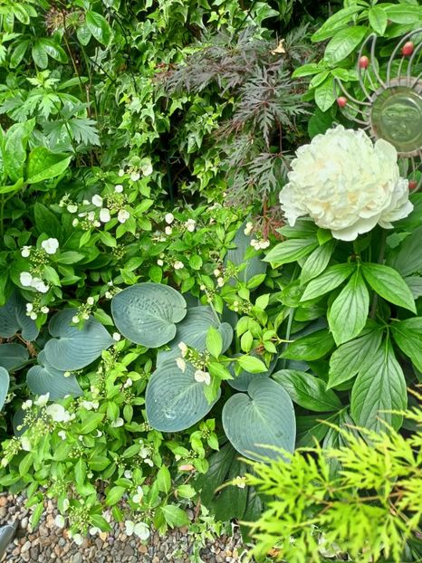  - Grădina 2023 continuare 3