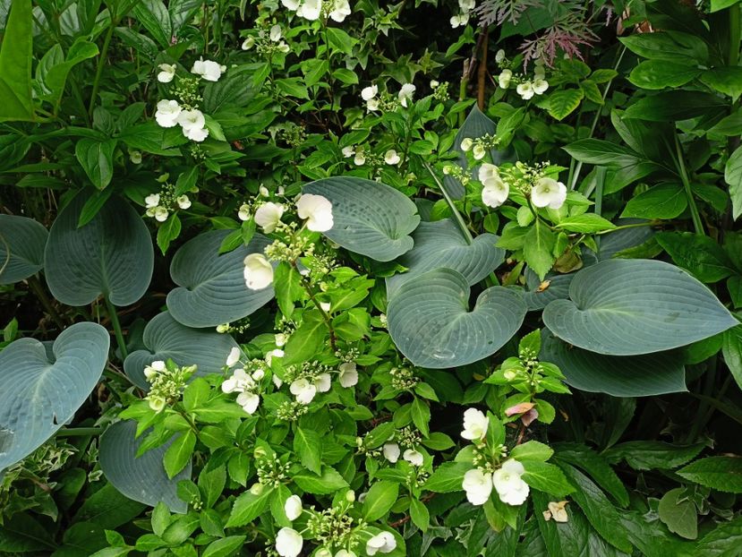  - Grădina 2023 continuare 3