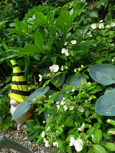  - Grădina 2023 continuare 3