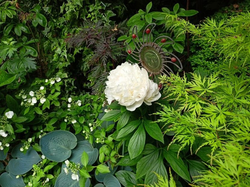  - Grădina 2023 continuare 3