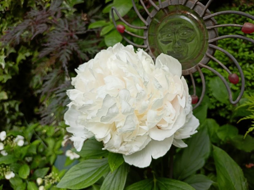  - Grădina 2023 continuare 3