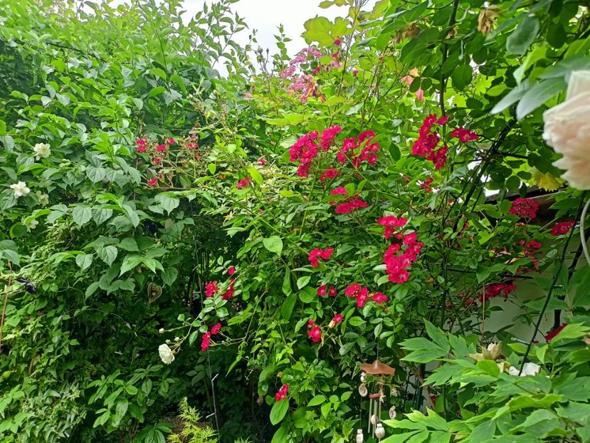 Cherry Meidiland - Grădina 2023 continuare 3