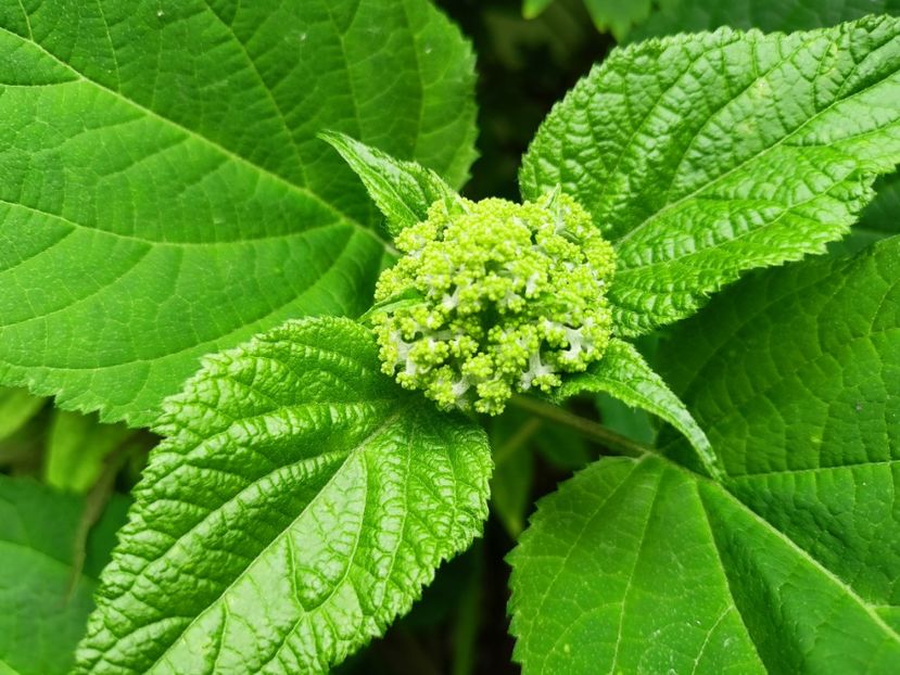 Anabelle - Grădina 2023 continuare 3