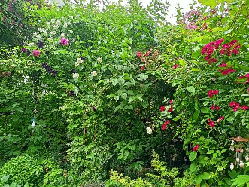  - Grădina 2023 continuare 3