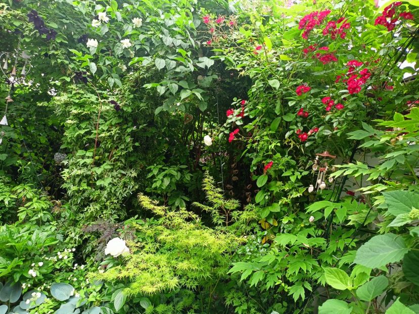  - Grădina 2023 continuare 3