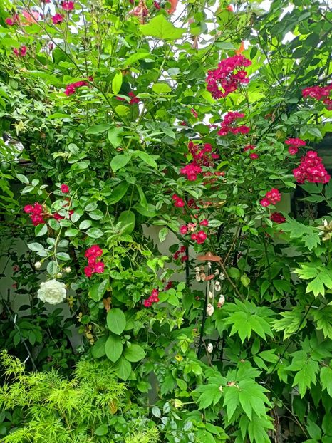  - Grădina 2023 continuare 3