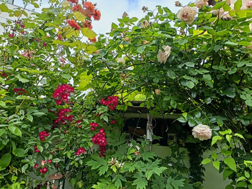 Cherry Meidiland și Giardina - Grădina 2023 continuare 3