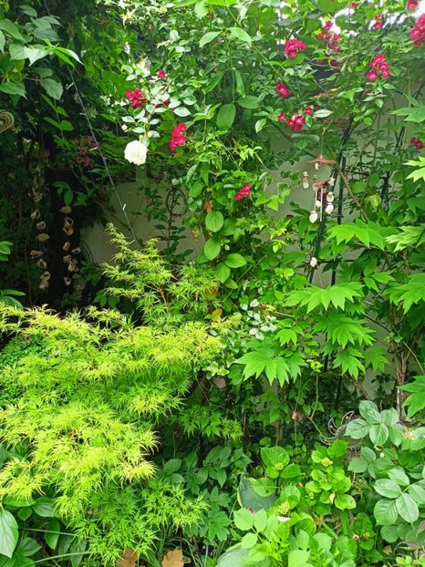  - Grădina 2023 continuare 3