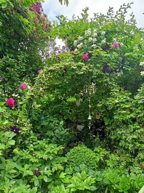  - Grădina 2023 continuare 3