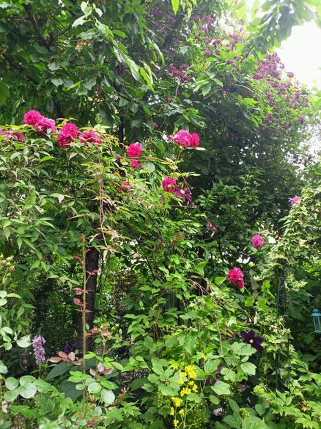  - Grădina 2023 continuare 3