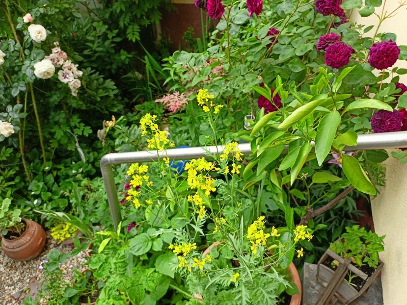 Muștar oriental Wasabi-na - Grădina 2023 continuare 3