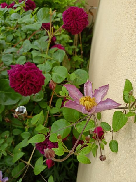  - Grădina 2023 continuare 3