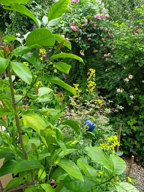  - Grădina 2023 continuare 3