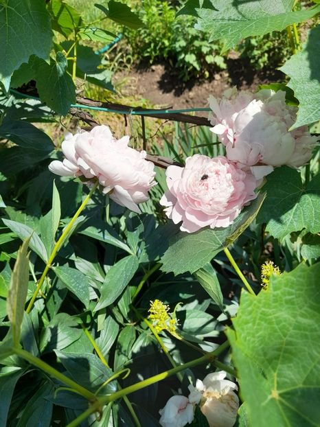 Img-2023.06.04 - Grădina mea de la țară