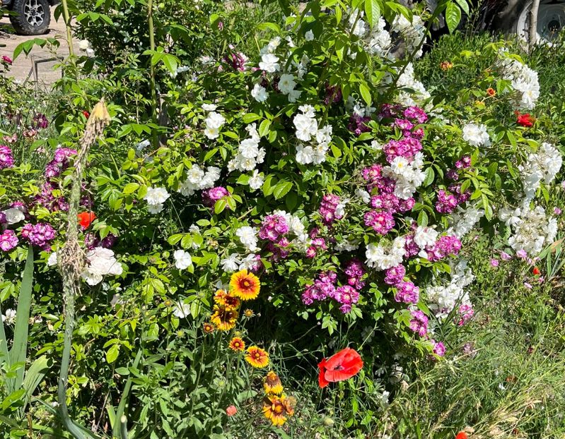 F8129650-1356-4734-8F1B-EA9E9DD0FE0F - Trandafiri la balta 2023