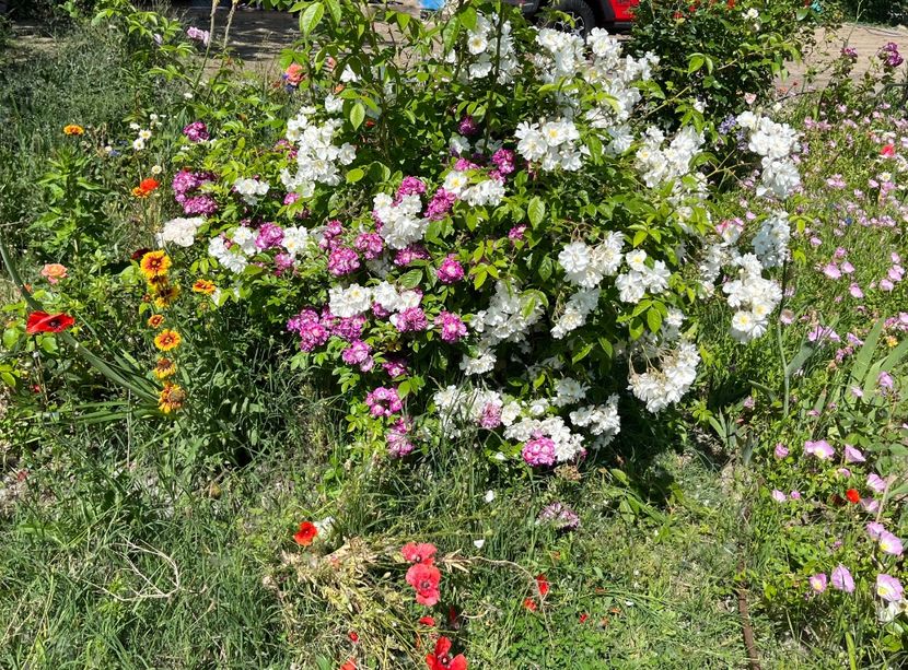 03F2D7D7-8723-42CE-9984-586FCD3138B8 - Trandafiri la balta 2023