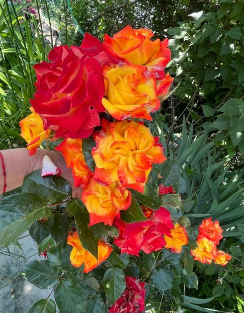 A6317F1B-8BC2-4C84-A56B-95D2E2D43C51 - Trandafiri la balta 2023