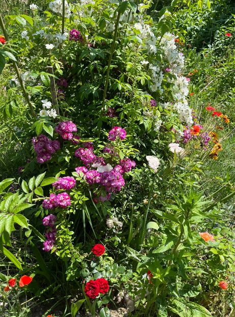 24D04690-A2A1-46A2-9A9F-23F97E6ED715 - Trandafiri la balta 2023