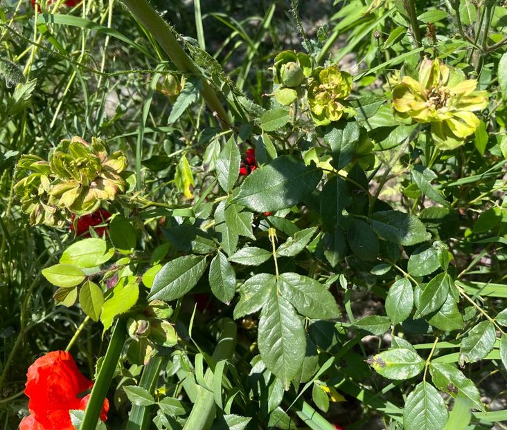 BC848361-8D21-46DD-AC99-C8CB09637CF9 - Trandafiri la balta 2023