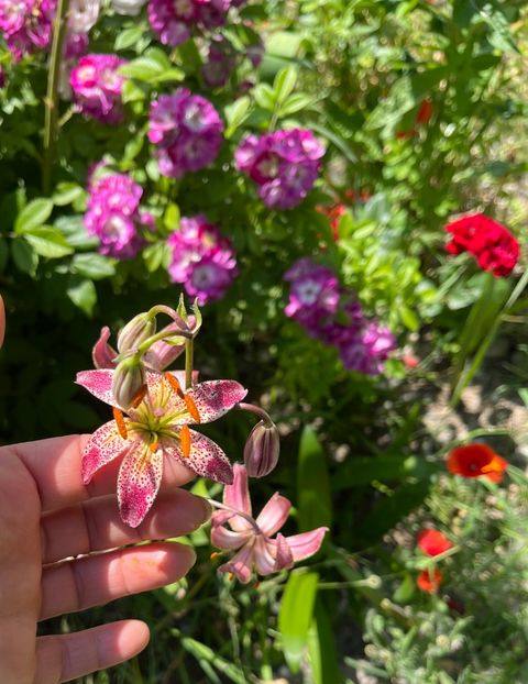 B6819CDC-2AFC-4E46-B531-44529D6A47BA - Trandafiri la balta 2023