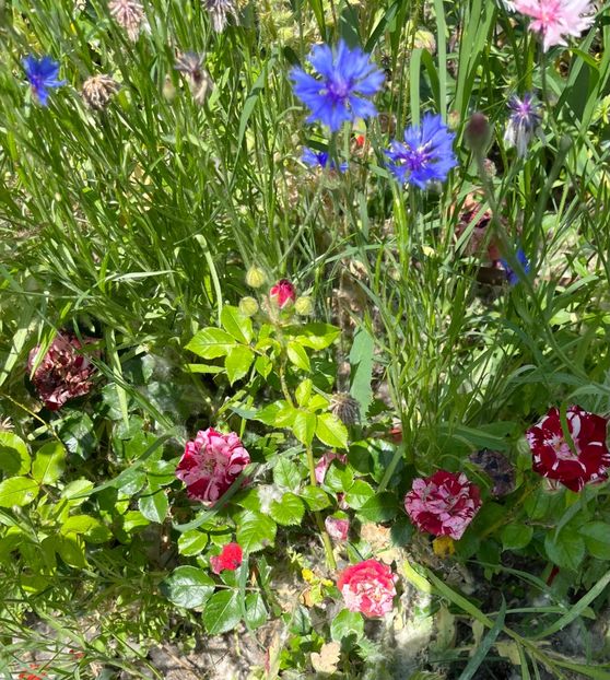 0424EE87-3BBE-4046-AA5B-C32ED1D526F1 - Trandafiri la balta 2023