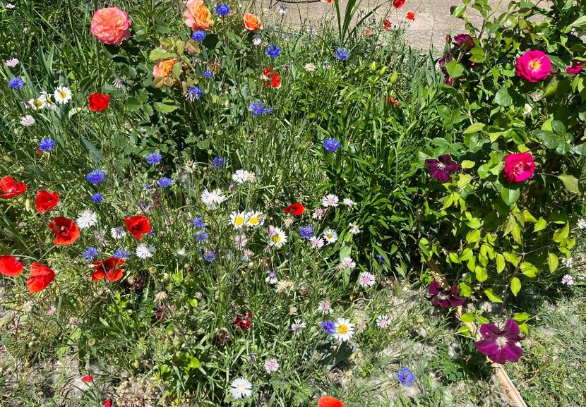 485065A8-55D1-469F-8366-82BED35355BD - Trandafiri la balta 2023