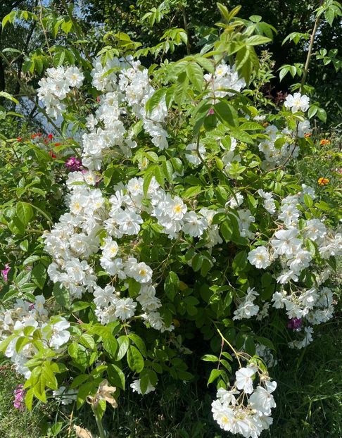 DA2AAC69-67D7-456A-9E2D-8112B7B2FB8A - Trandafiri la balta 2023