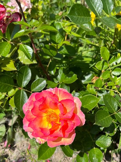 1A122BCD-B736-427E-A34E-496B5D8CE4A3 - Trandafiri la balta 2023