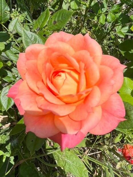 1E5FB1DA-C200-4D34-BB2E-D25C42861695 - Trandafiri la balta 2023