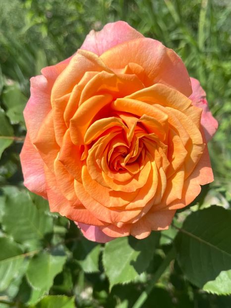 A49198F5-D109-487F-BAAC-3A503474E8AD - Trandafiri la balta 2023