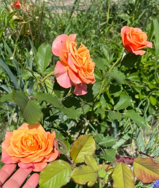 B1133474-0D45-462A-AFD8-E6049E1F7FC7 - Trandafiri la balta 2023