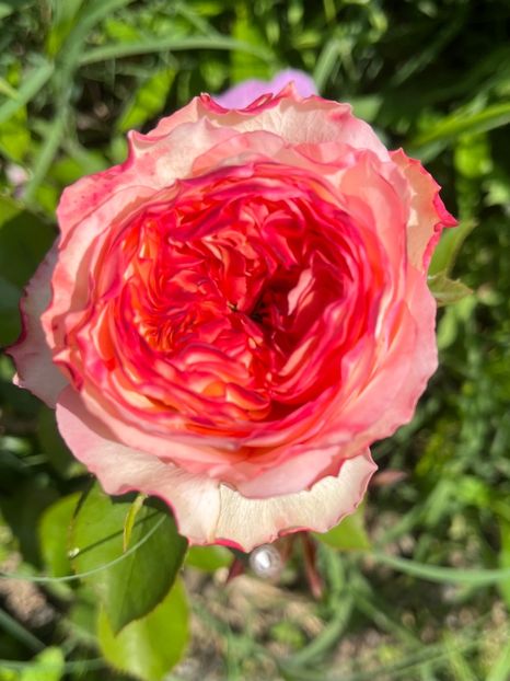 ECEFA532-B483-455A-A3AD-D352E259890A - Trandafiri la balta 2023