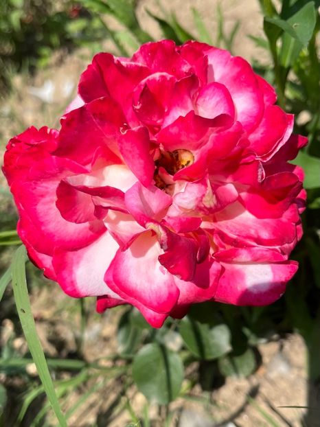 74C736F9-8B7B-4BE0-811A-ABAE285DD0E9 - Trandafiri la balta 2023