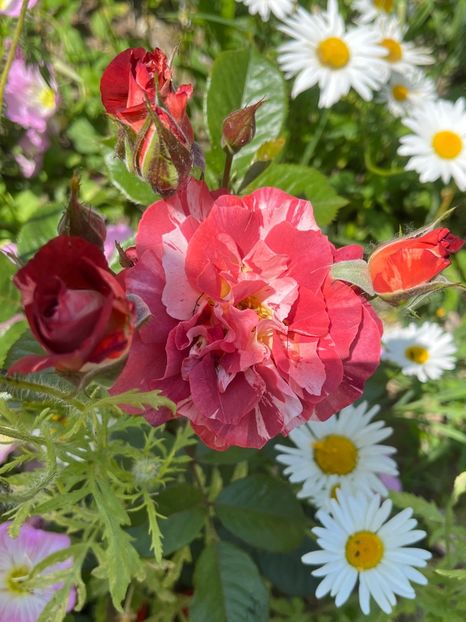 25368631-5DF7-4A06-A178-D9710A7A82DD - Trandafiri la balta 2023