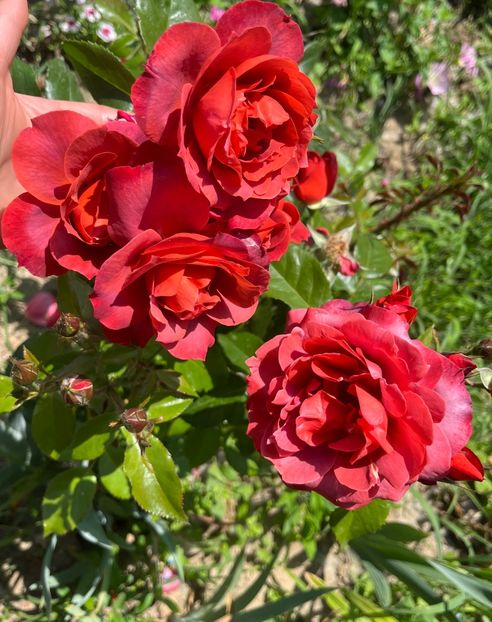 01799A02-D586-4575-900D-FA5D05307887 - Trandafiri la balta 2023